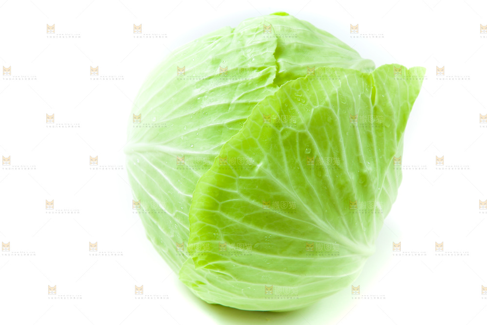 白底上的包菜