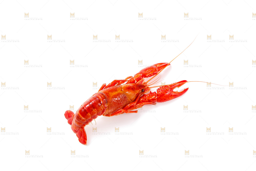 白底上的小龙虾