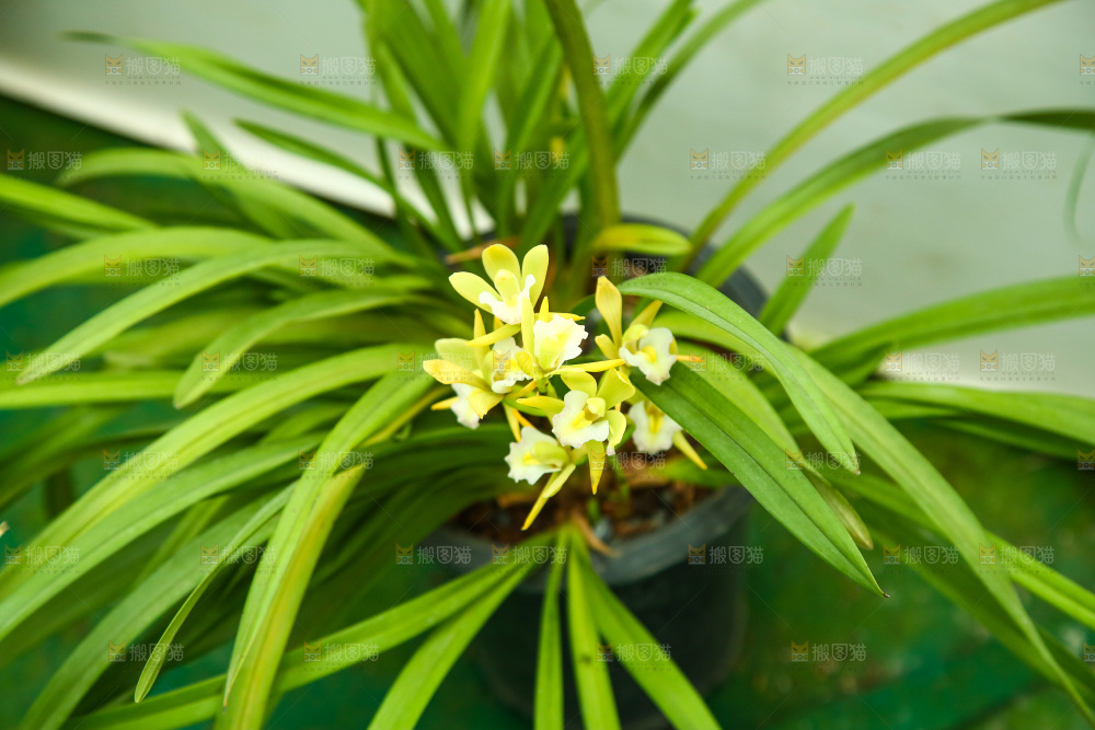 一盆盛开的兰花