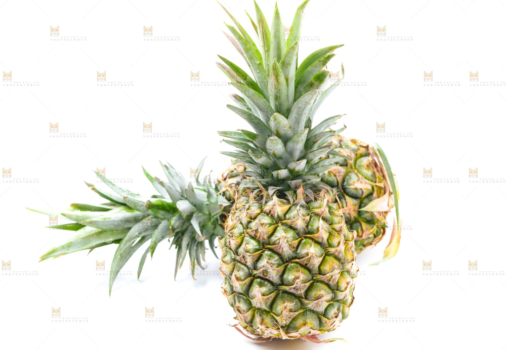 浅底上的海南凤梨