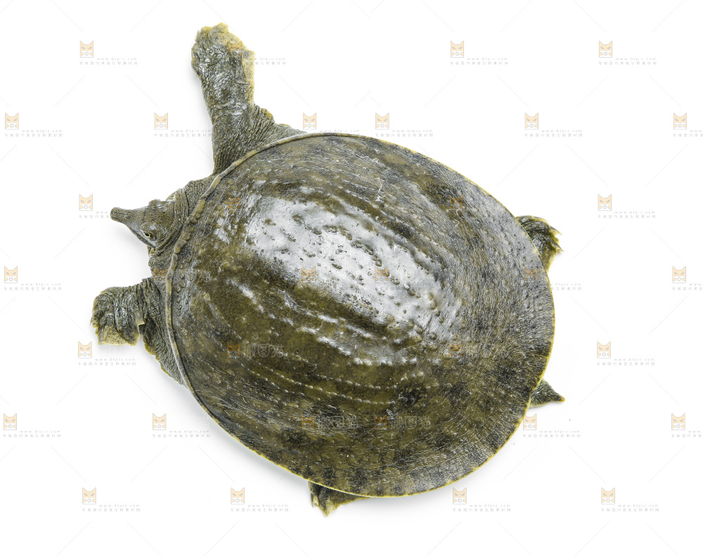 白底上放着甲鱼