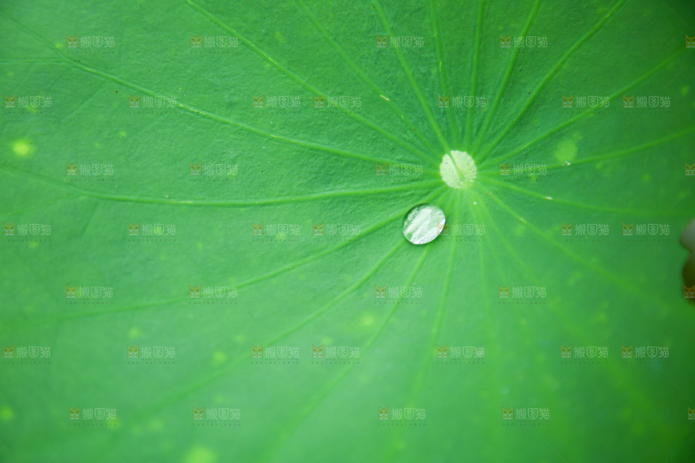 一片荷花叶