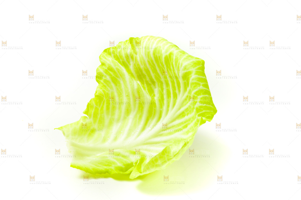 白底上的包菜