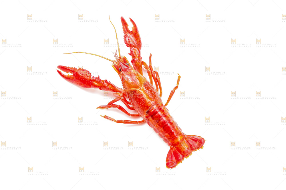 白底上的小龙虾