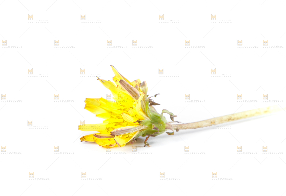 白底上的蒲公英花