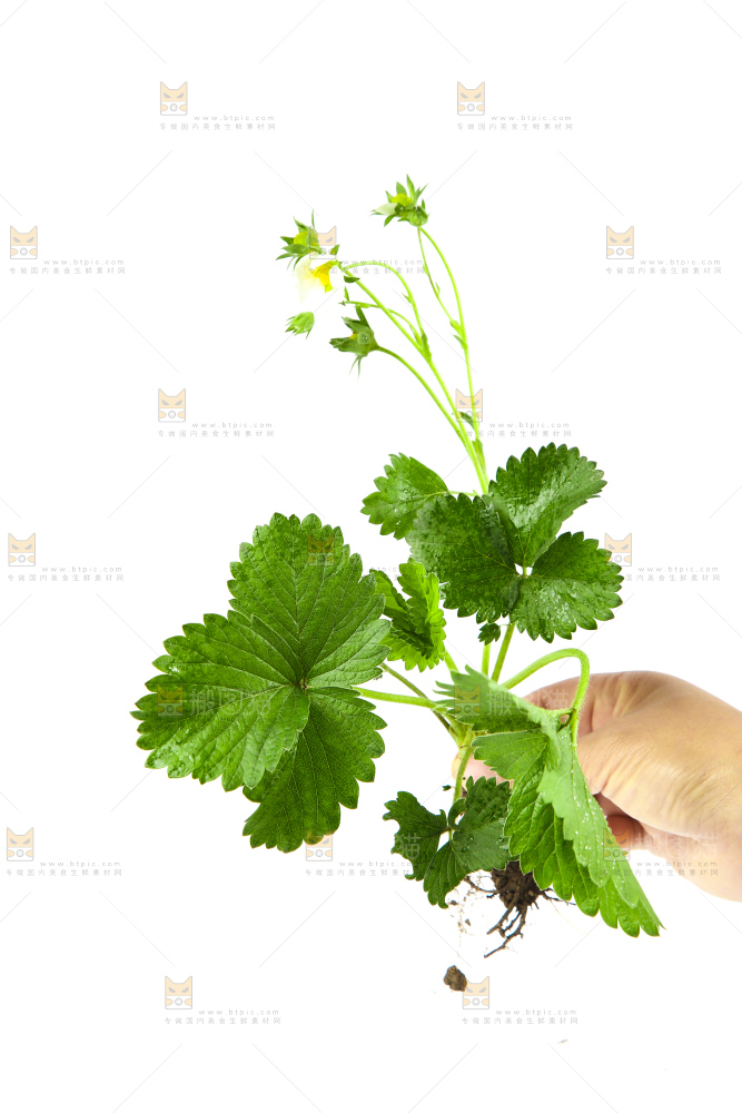 白底上的草莓花