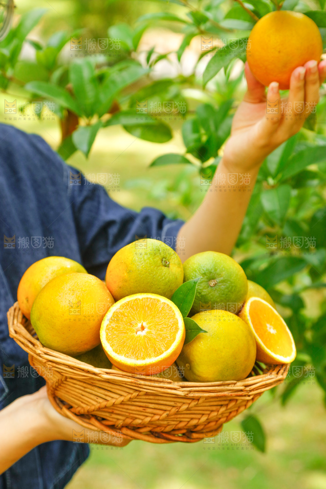 手里端着一篮秭归夏橙