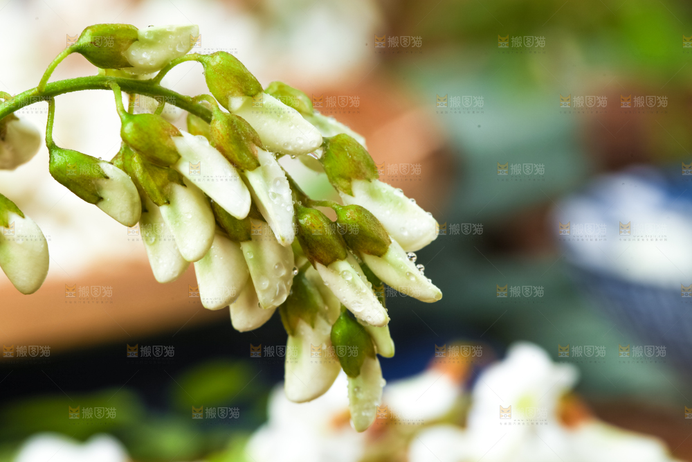 手里拿着刺槐树花