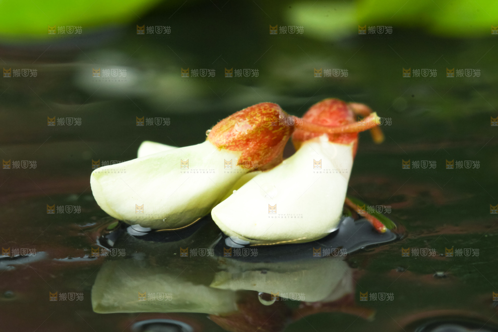 黑底上摆放着刺槐树花