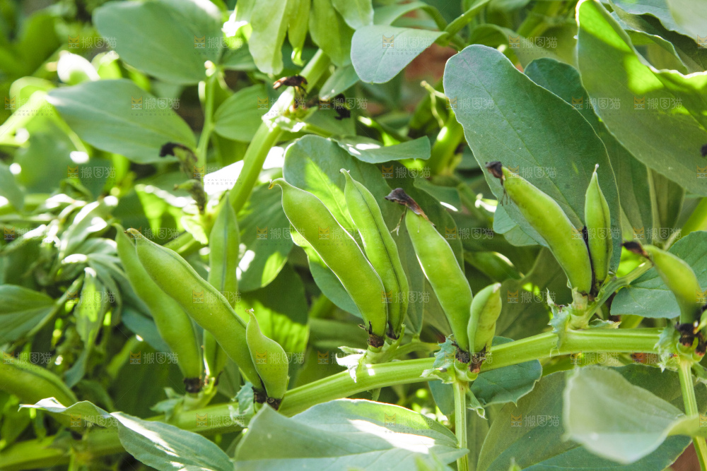 农田里种植的蚕豆