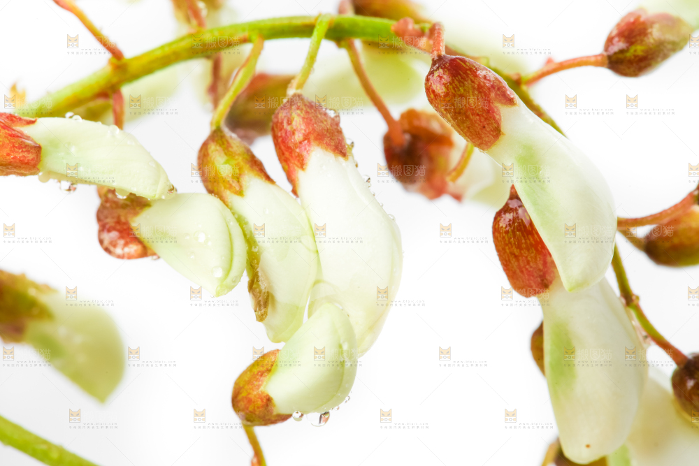 白底上摆放着洋槐花