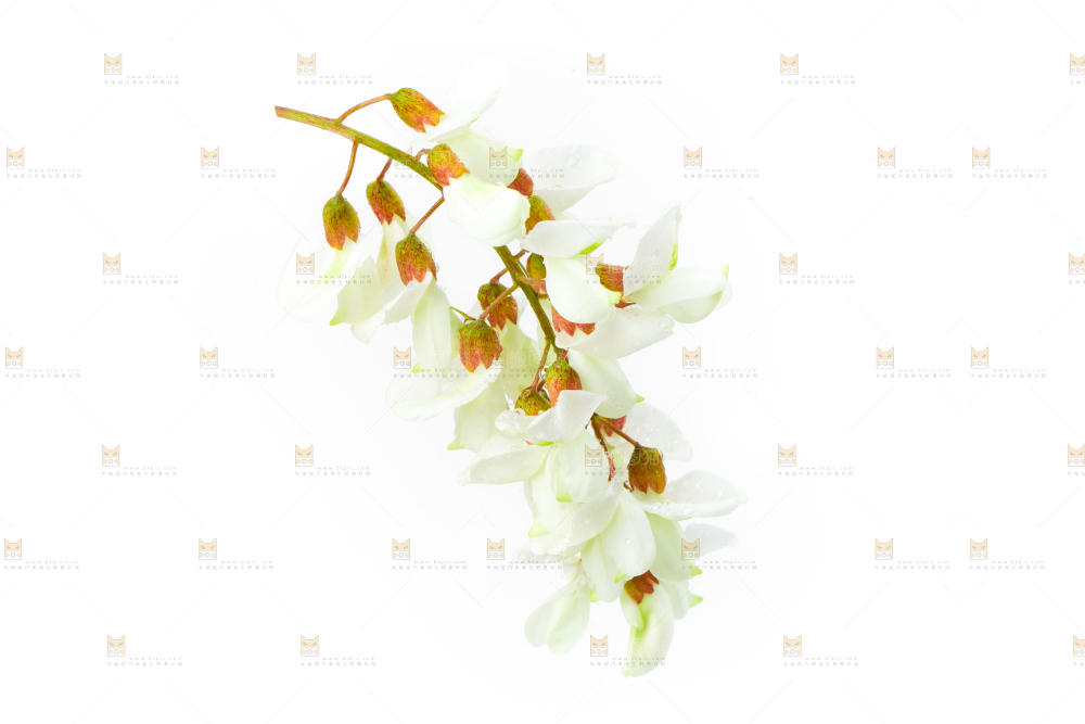 白底上放着槐花