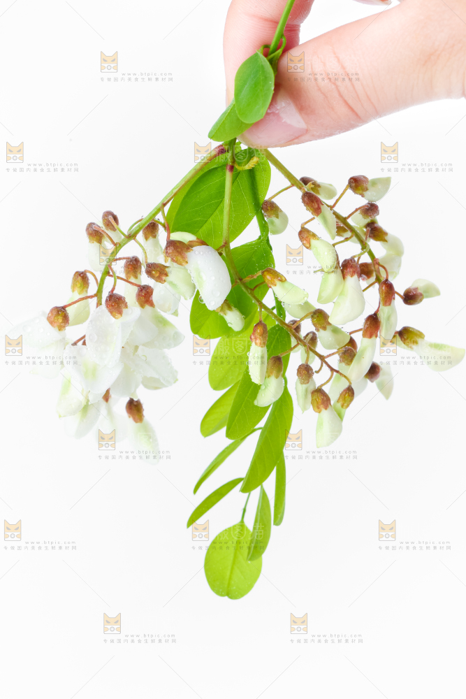 手里拿着新鲜槐花