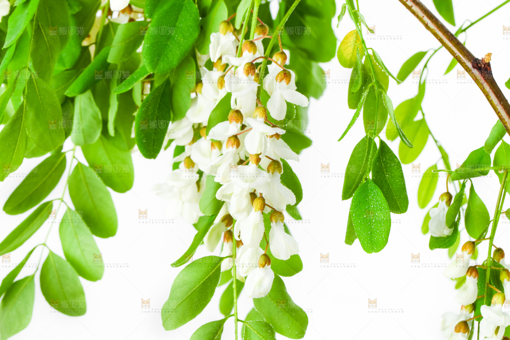 白底上放着槐花