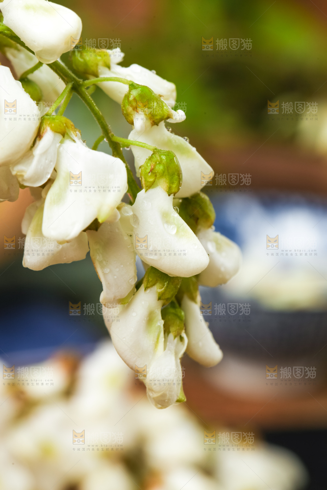 手里拿着刺槐树花