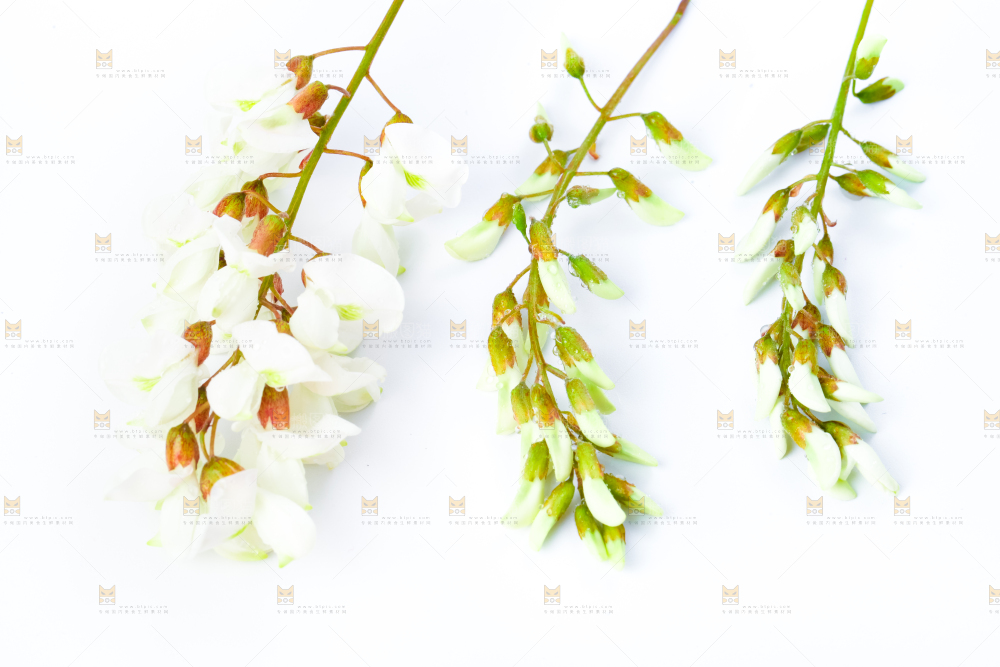 白底上放着杨槐树花