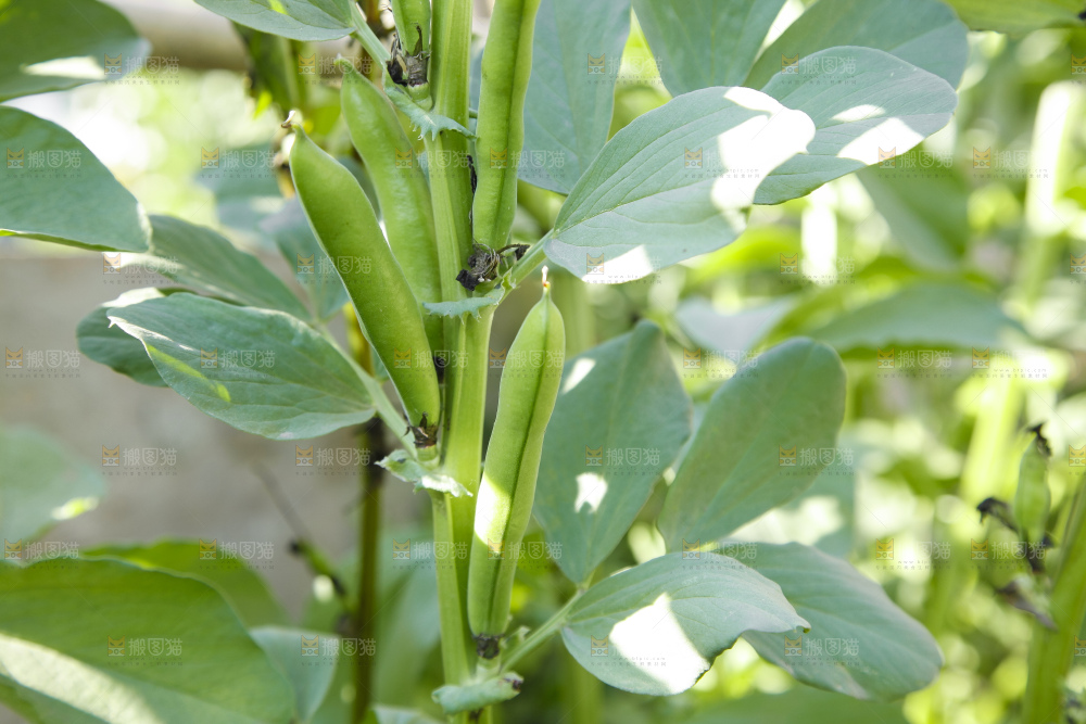 农田里种植的蚕豆