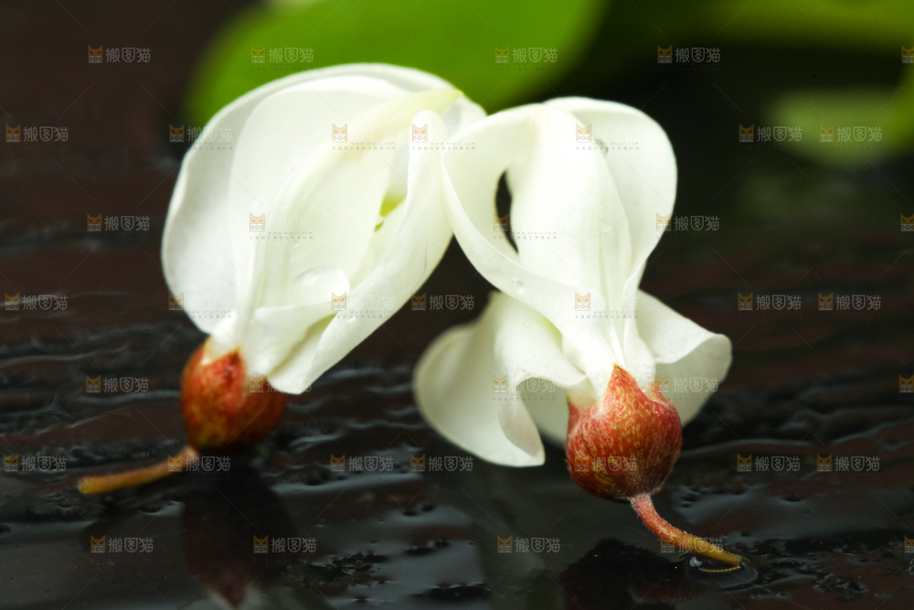 黑底上摆放着刺槐树花