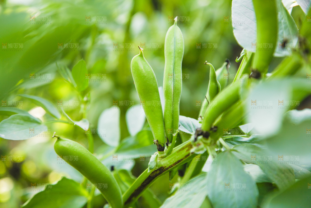 农田里种植的蚕豆