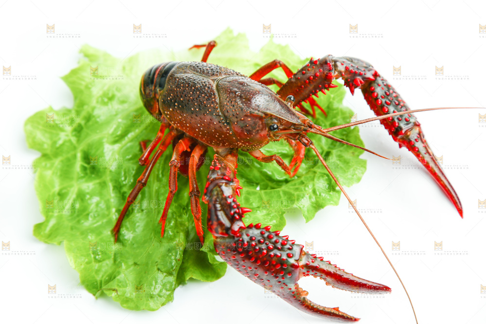 新鲜小龙虾