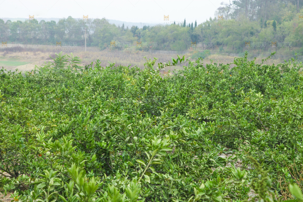 橘子种植基地