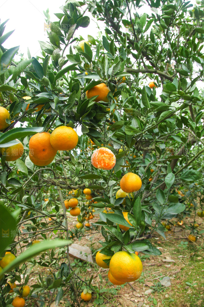 橘子种植基地