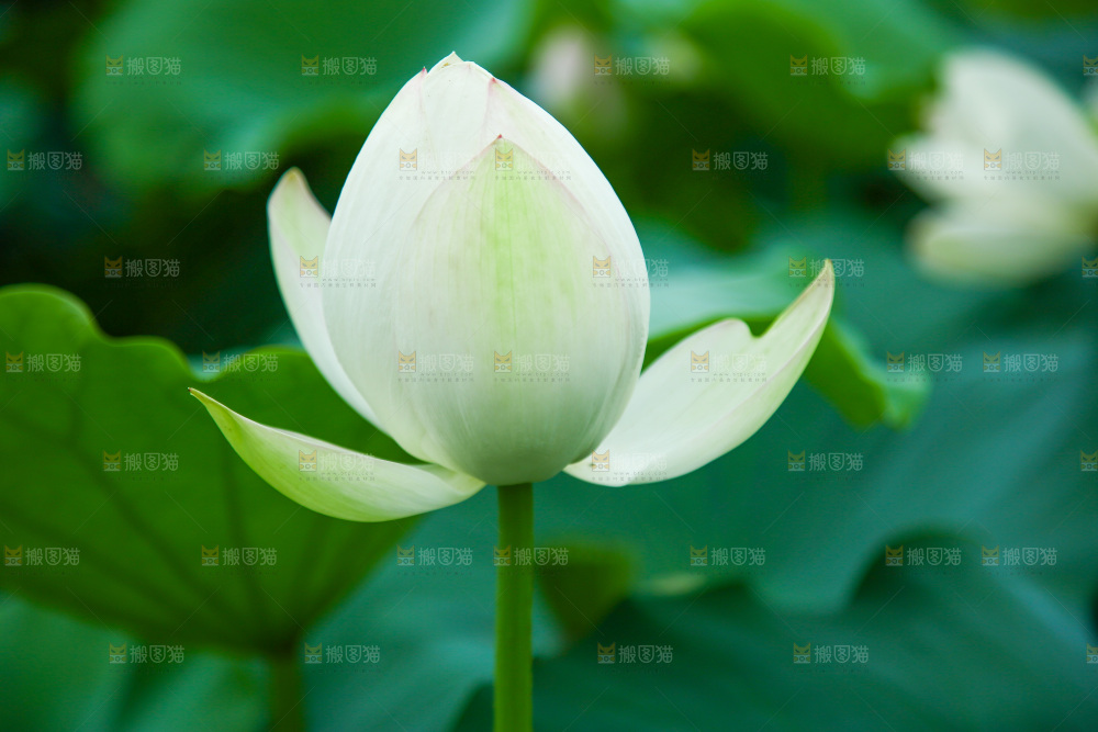 一朵新鲜荷花