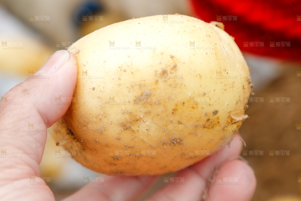 手里拿着土豆