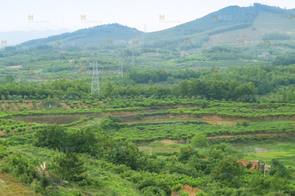 山上的桃林