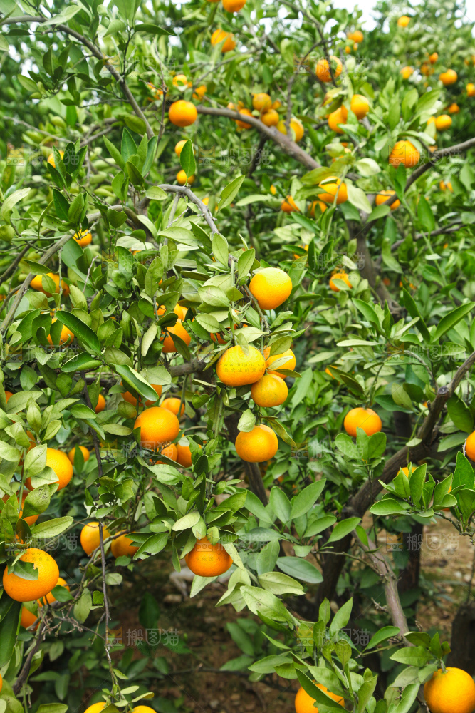 橘子种植基地