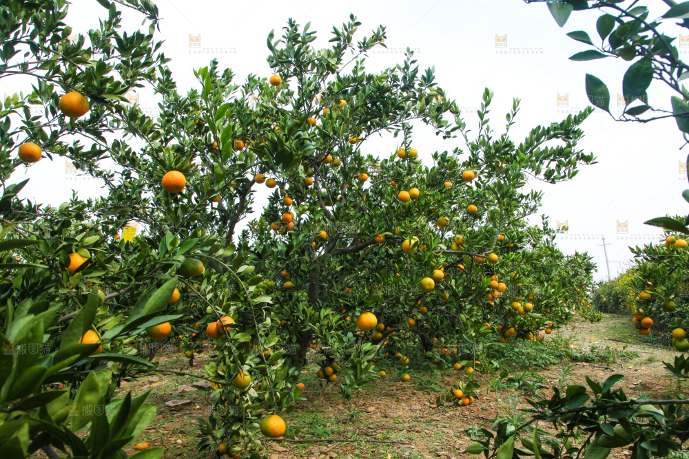 橘子种植基地