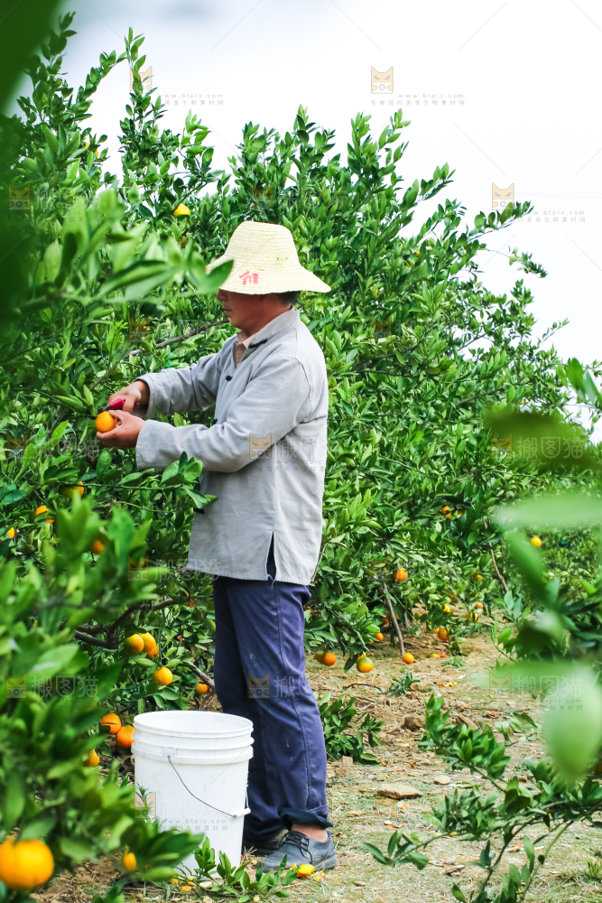 农民正在摘橘子