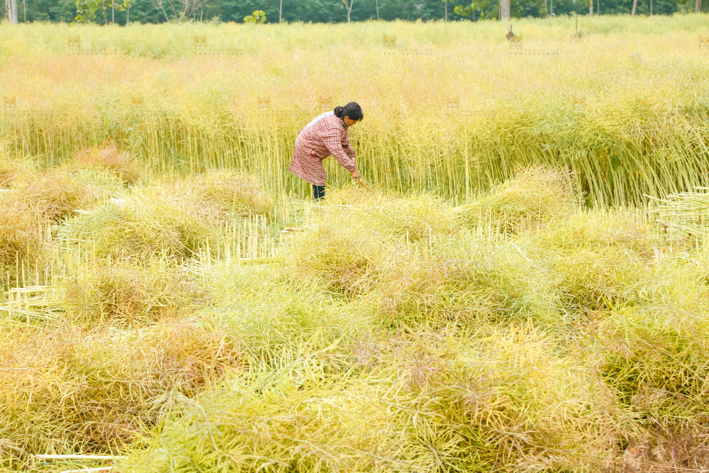 农民正在割油菜