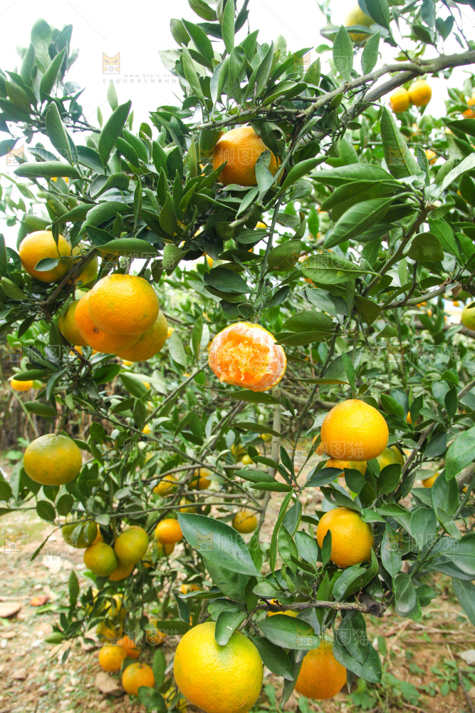 橘子种植基地
