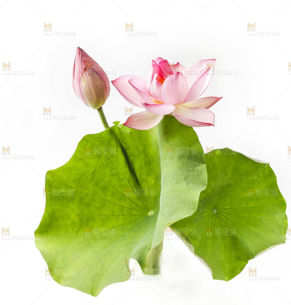 白底上的荷花