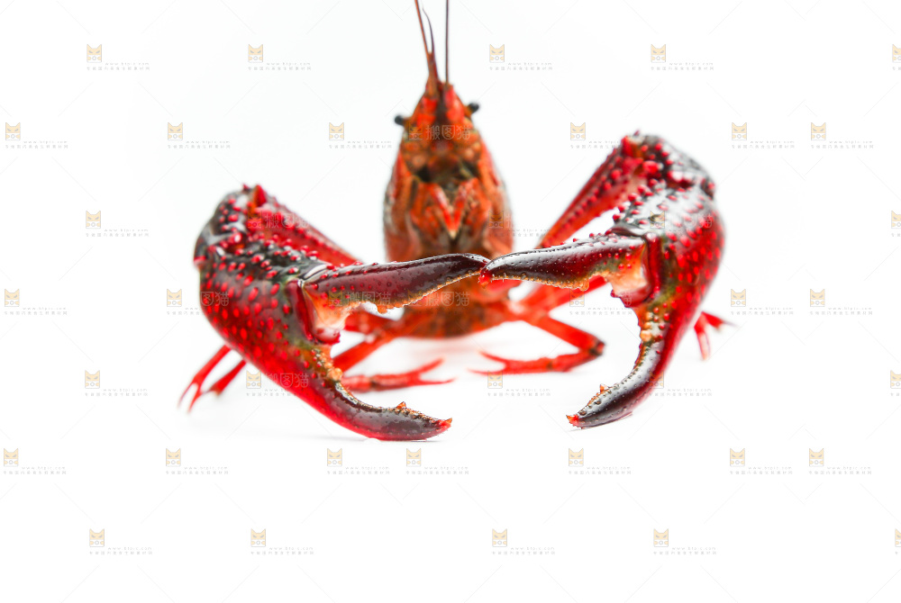 白底上的一对龙虾钳