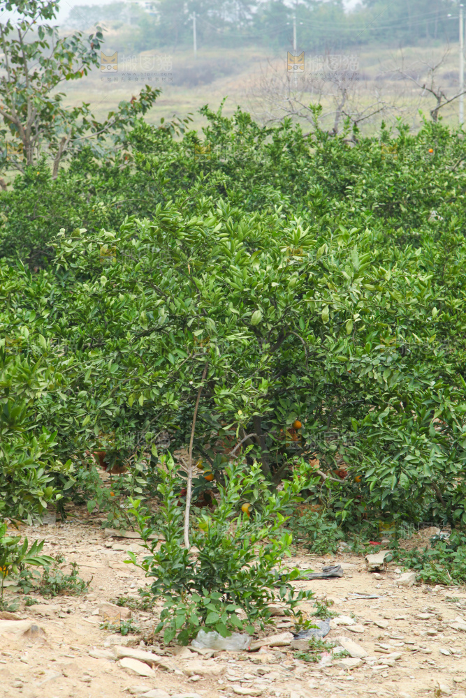 橘子种植基地
