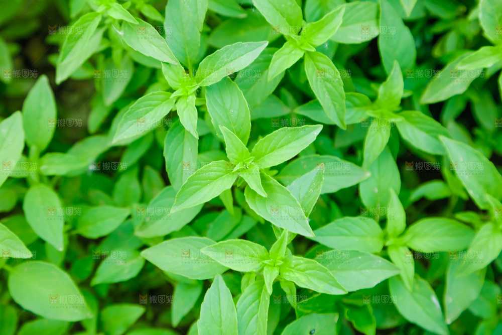 田里的荆芥