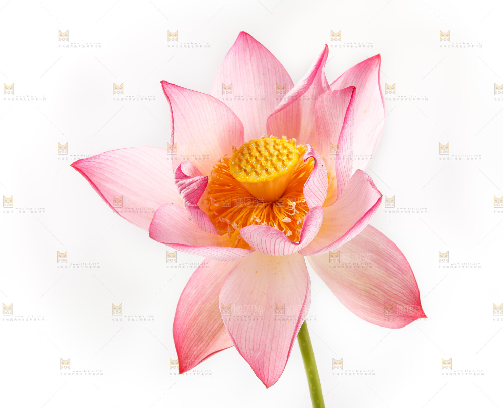 浅底上的莲花