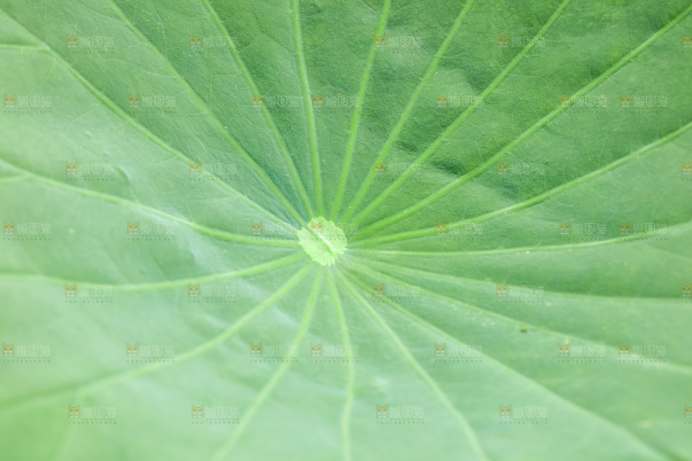 一片荷花叶子