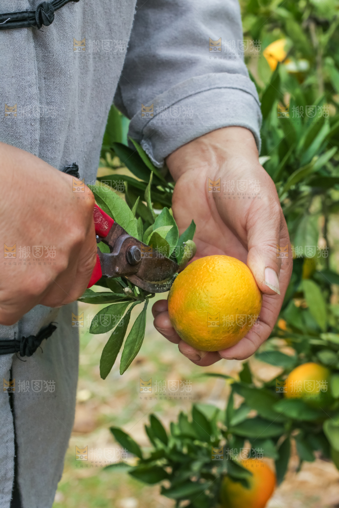 农民正在摘橘子