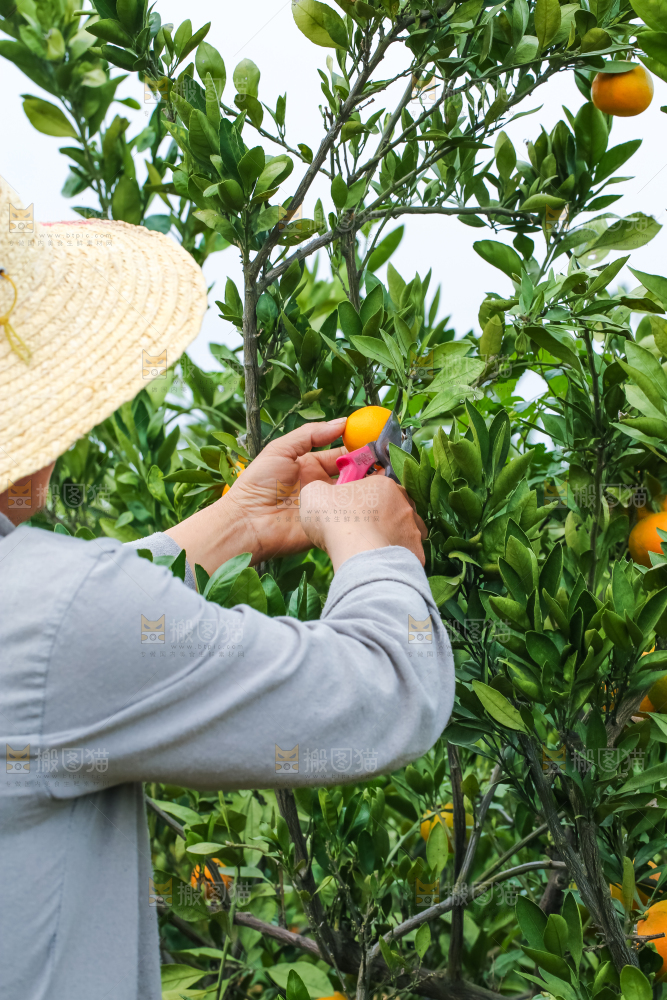 农民正在摘橘子