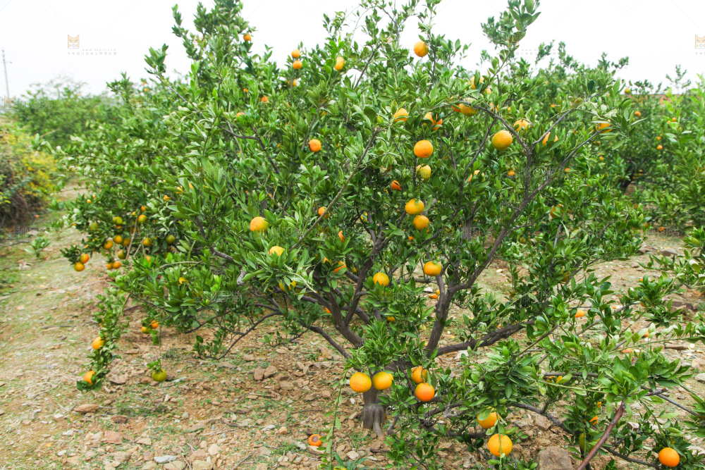 橘子种植基地