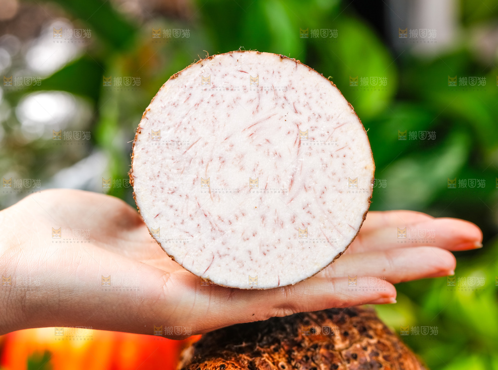 手上放着香芋切片