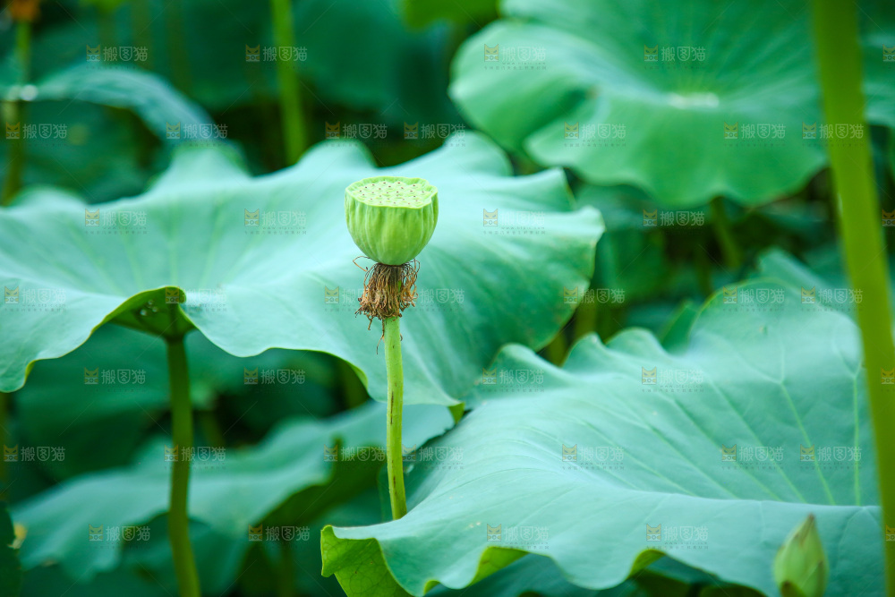 一片荷花池