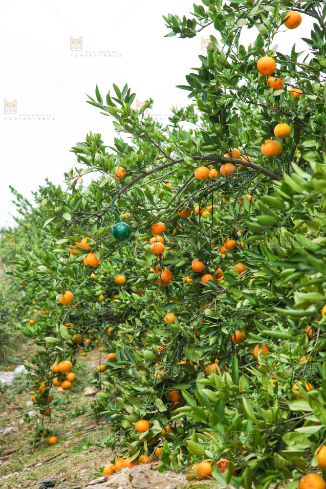 橘子种植基地