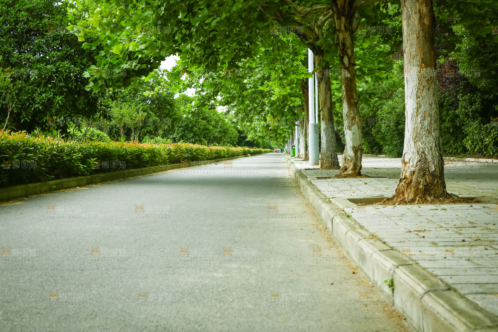 一条绿荫小路
