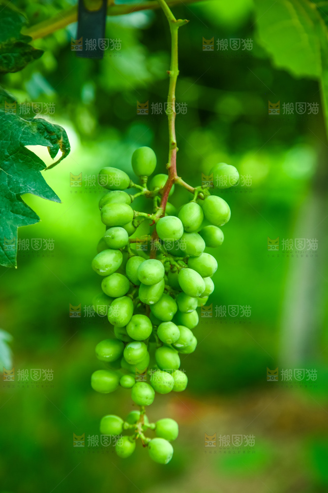 葡萄藤上结的葡萄