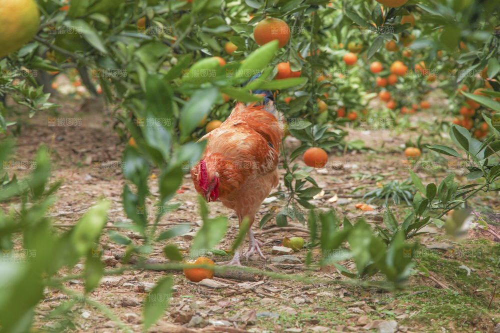 橘子种植基地