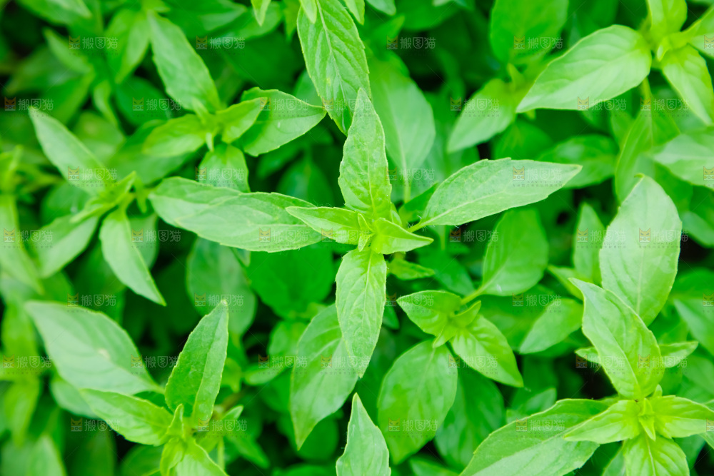 田里的荆芥